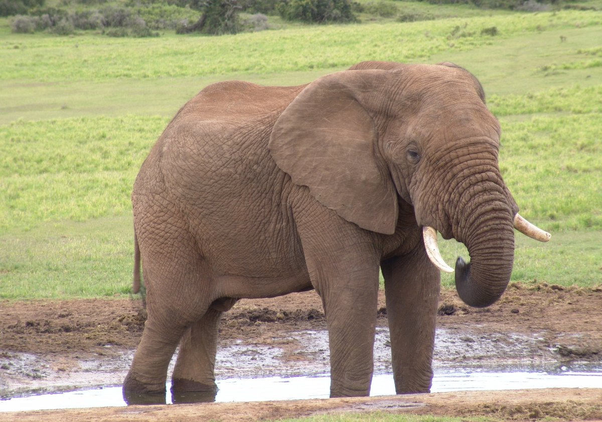 Самые большие слоны