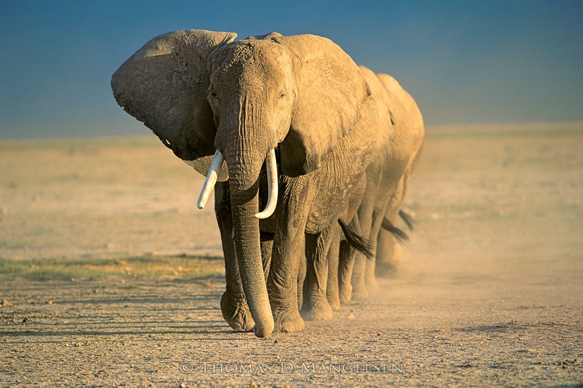 Слоны в пустыне