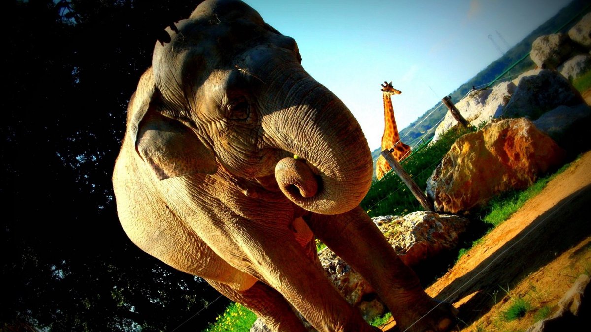 Жирафы и слоны