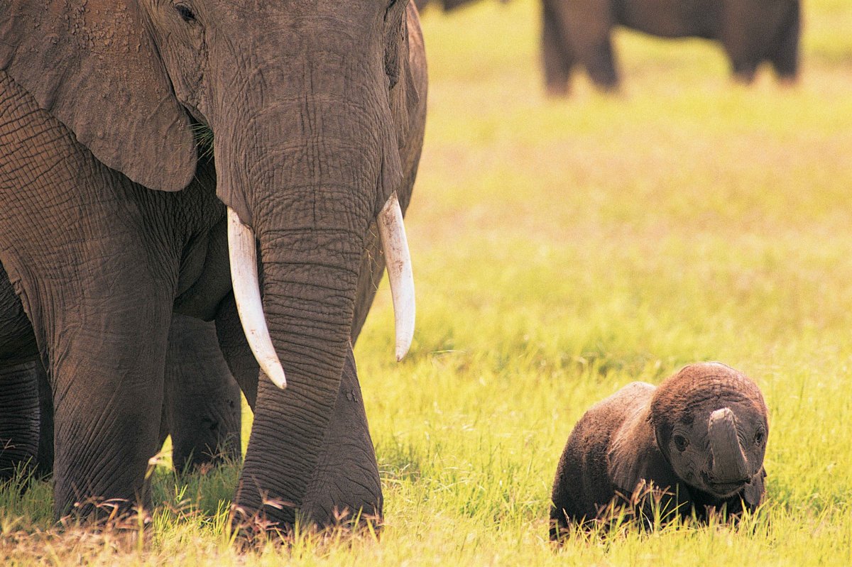 Слониха со слоненком
