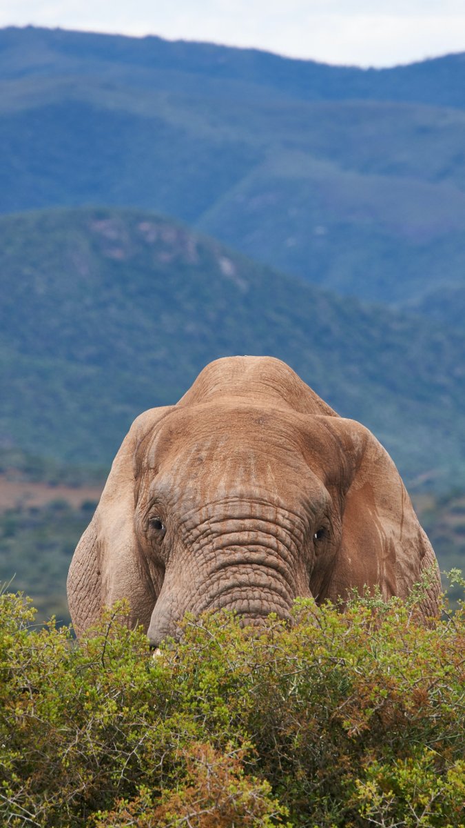 Слон в природе