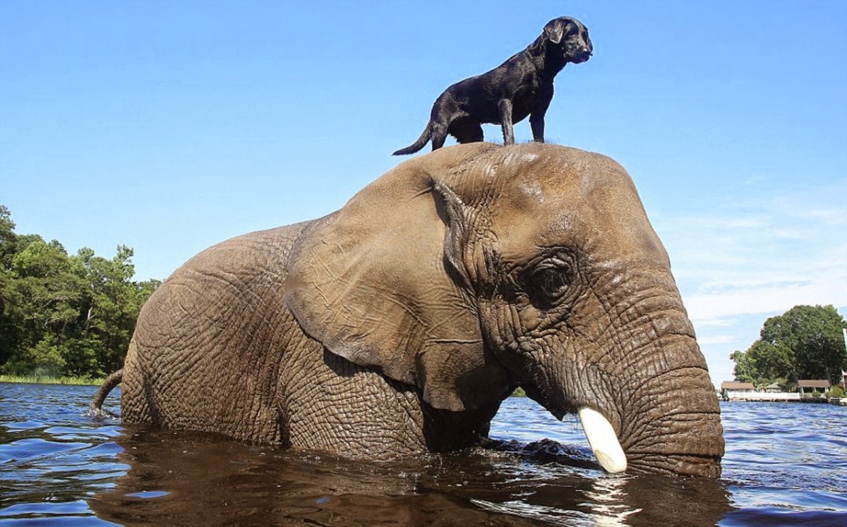 Слон и моська