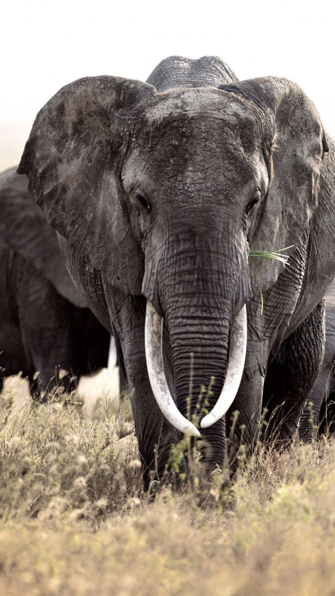 Африканский слон