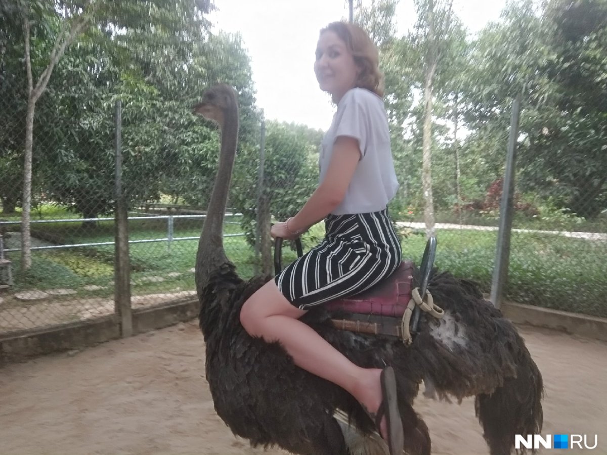 Кататься на страусе