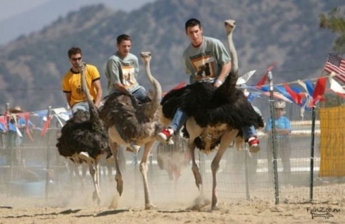 Гонки на страусах