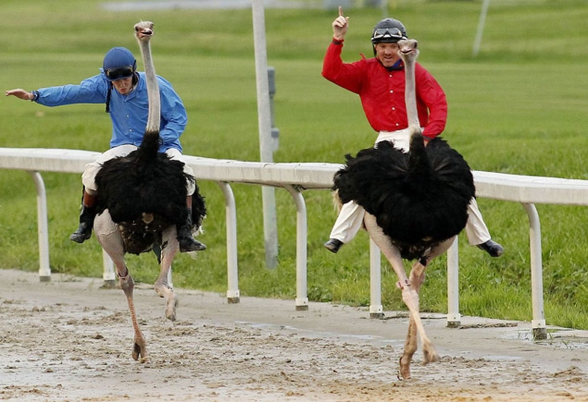 Катания на страусах