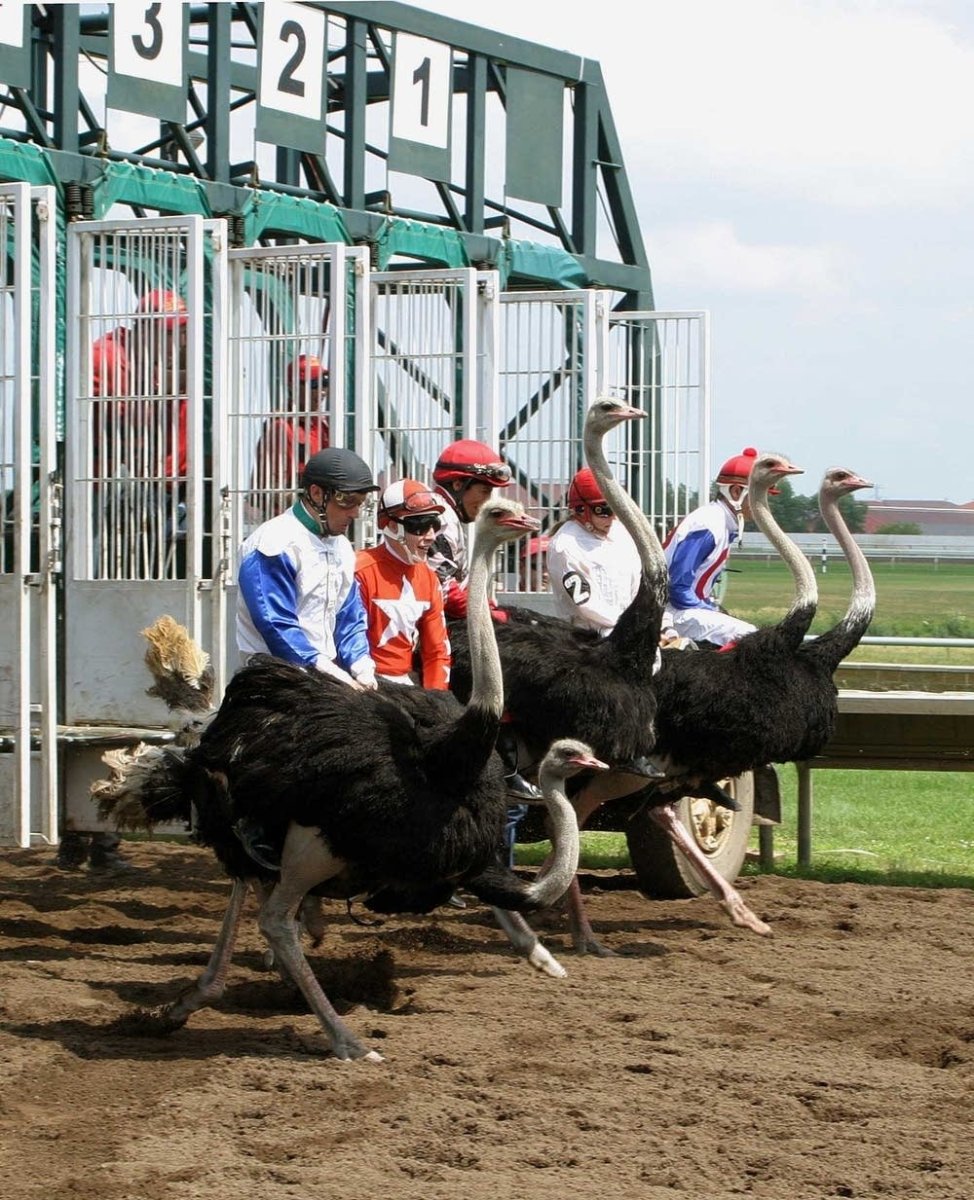 Катание на страусах