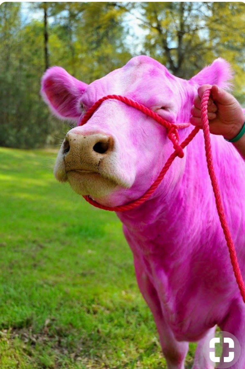 Цветная корова