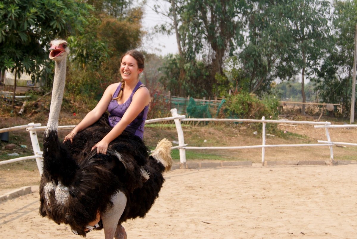 Человек верхом на страусе