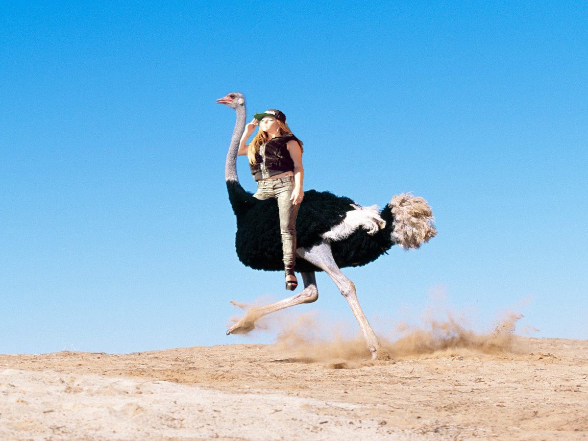 Страус бежит