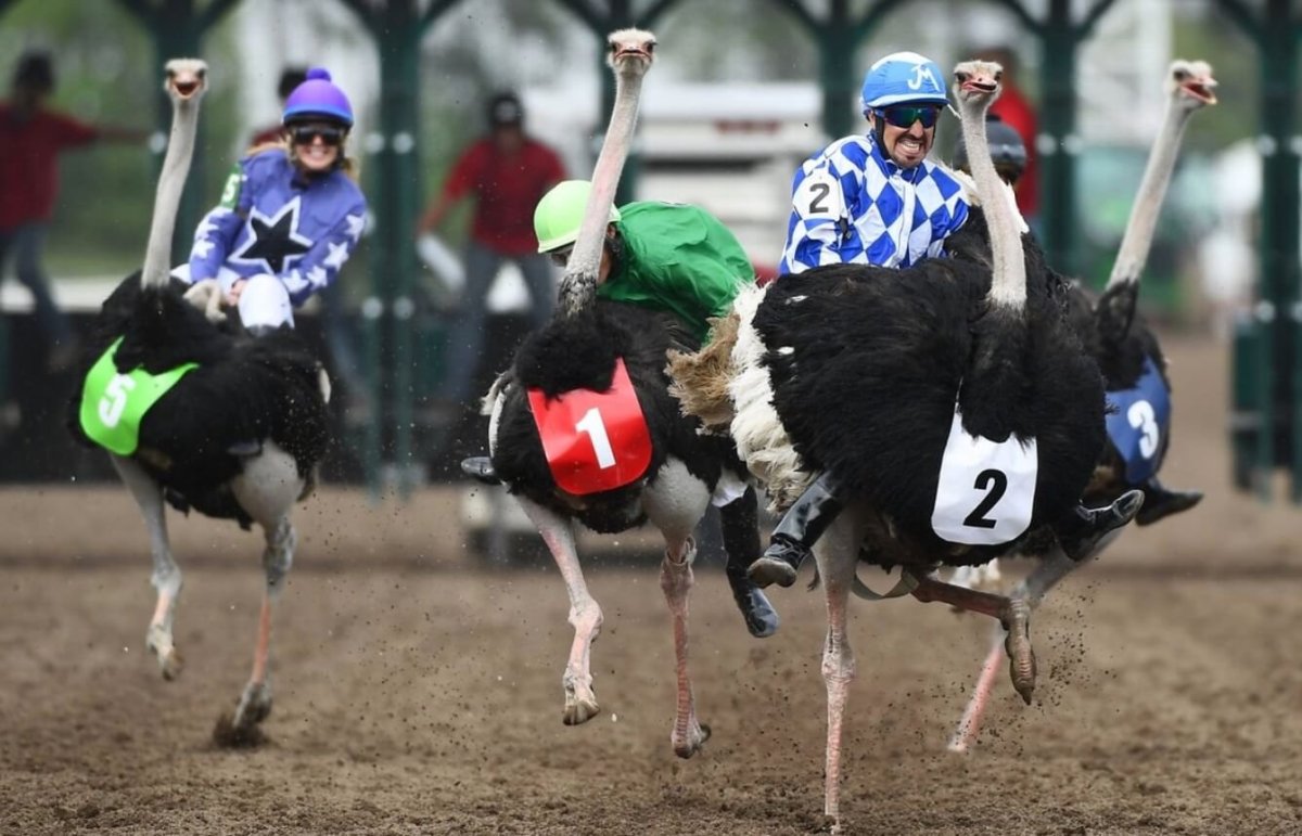 Страусиные бега спорт