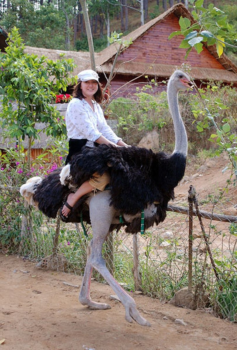 Верхом на страусе