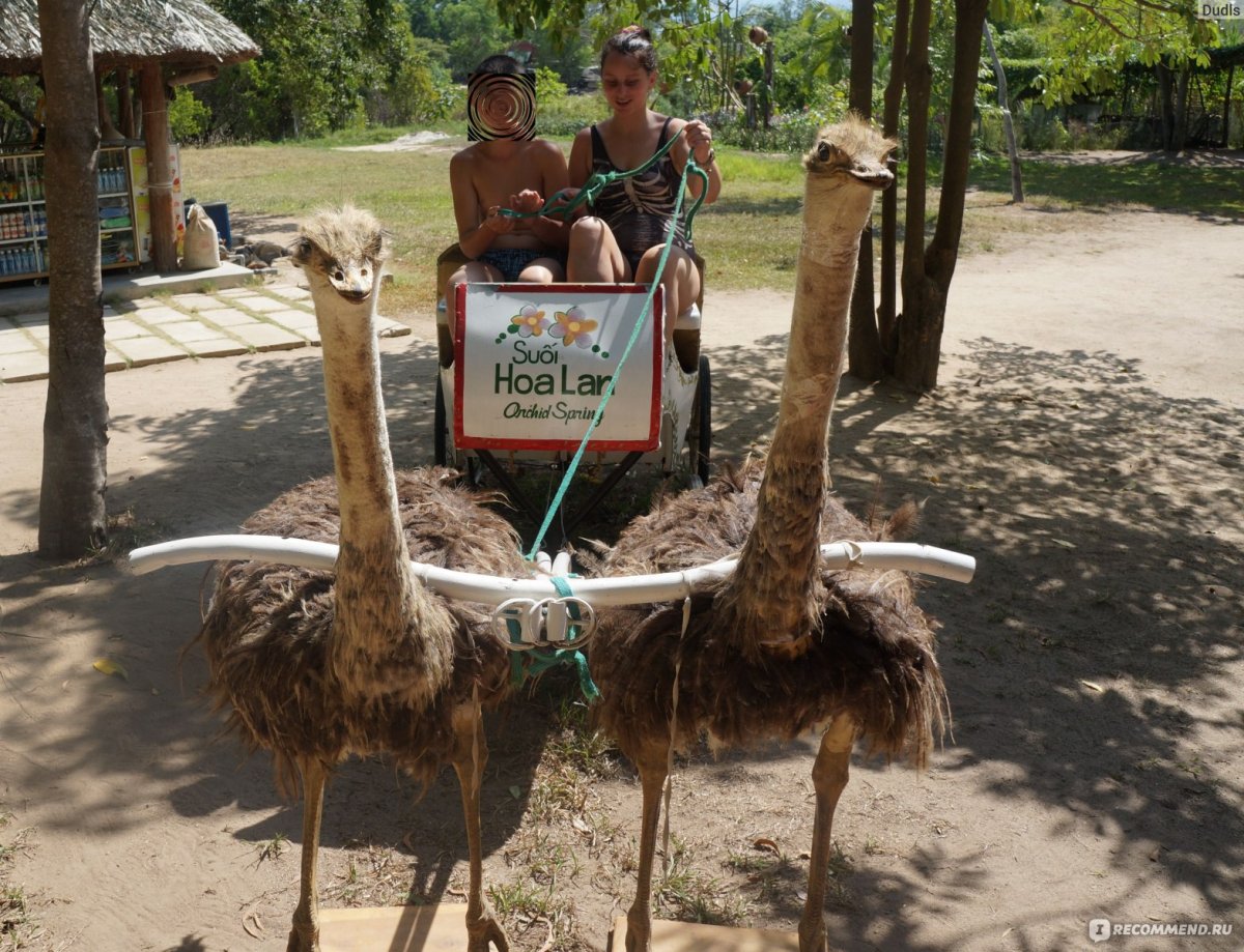 Магазин страуса Нячанг