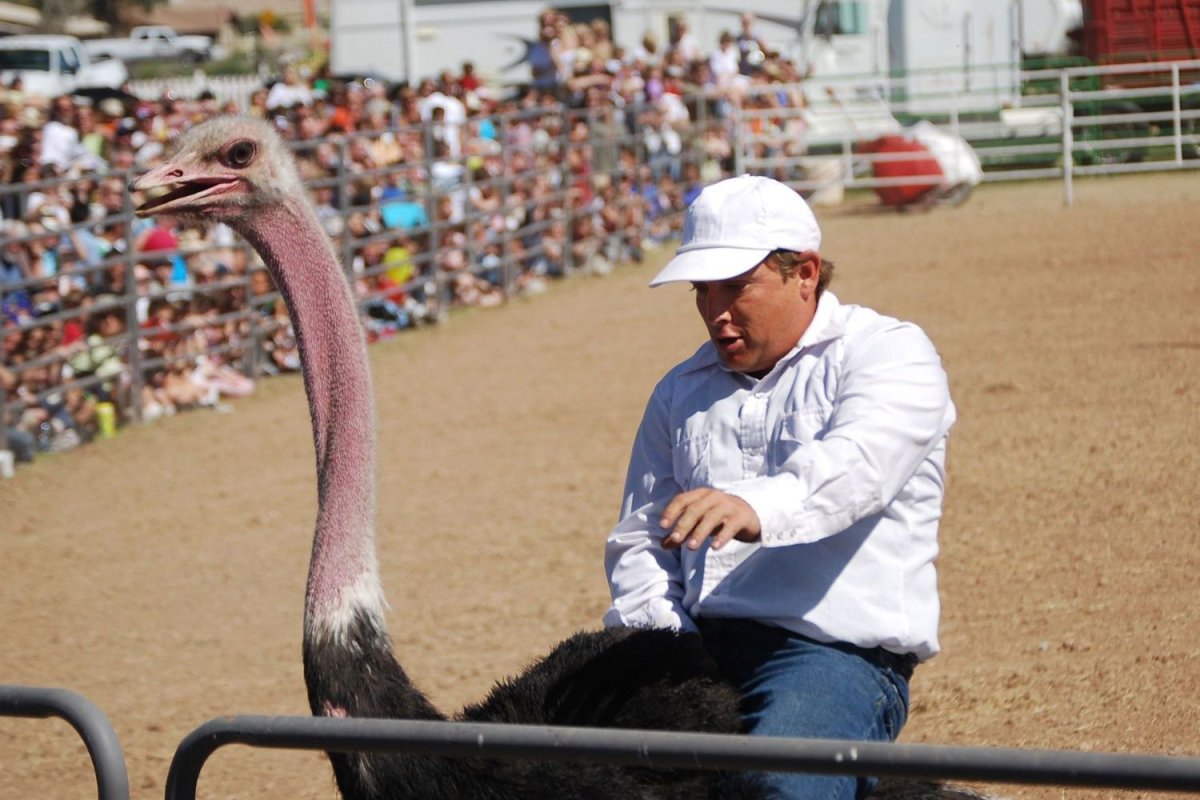 Страусиный фестиваль в Аризоне