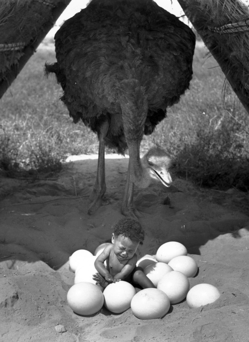 Африканский страус и человек