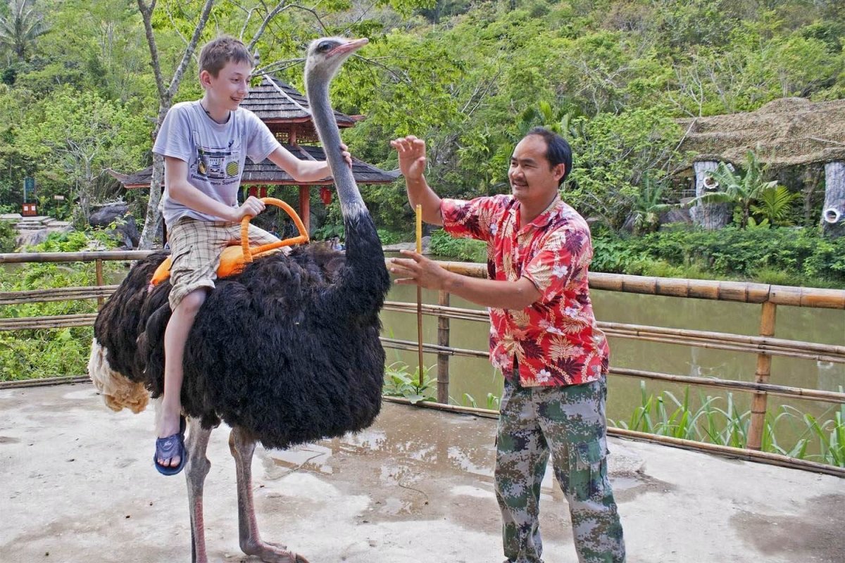 Страус эму рядом с человеком