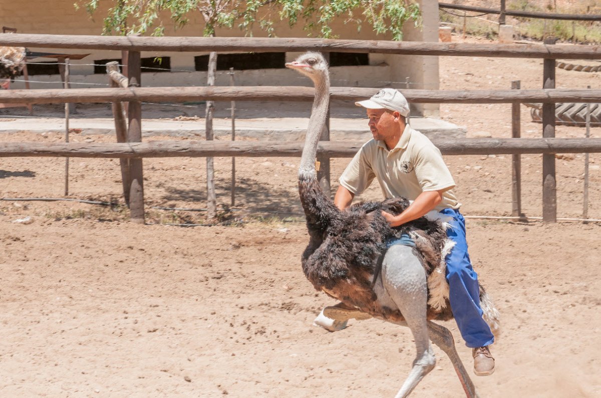 Человек верхом на страусе