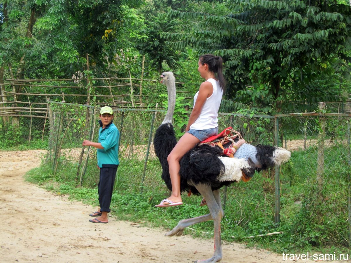 Езда на страусах приколы