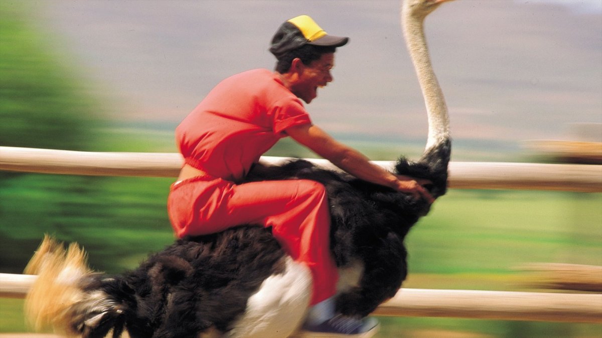 Верхом на страусе