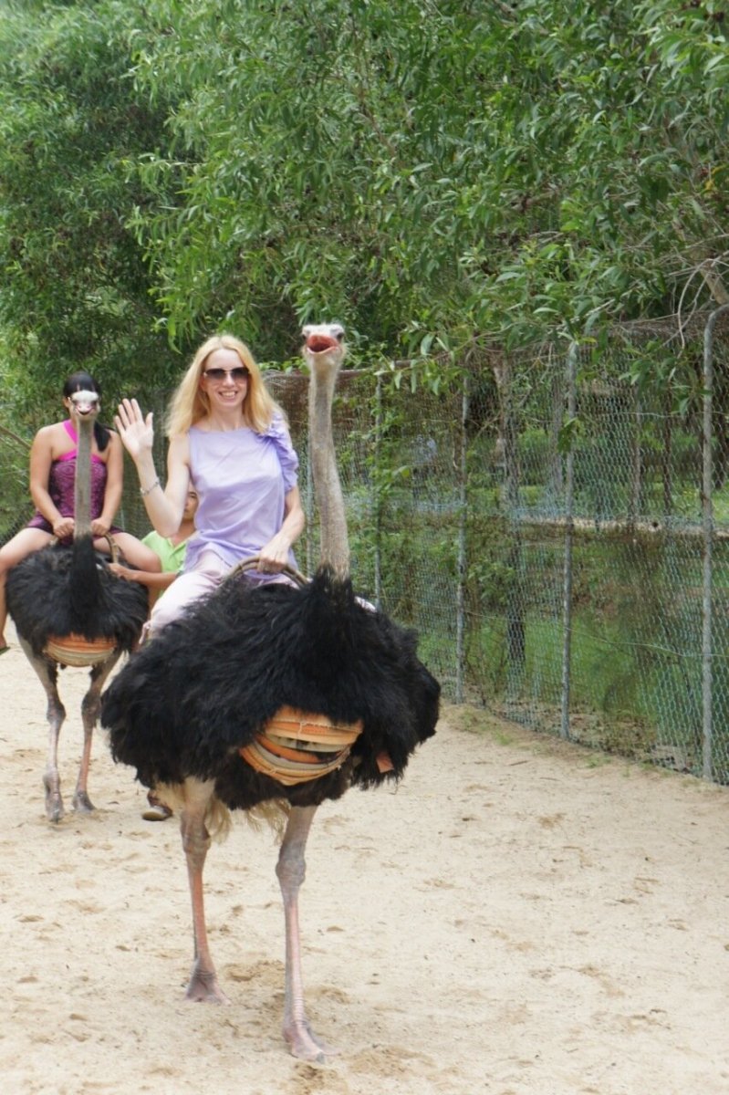 Ездовой страус