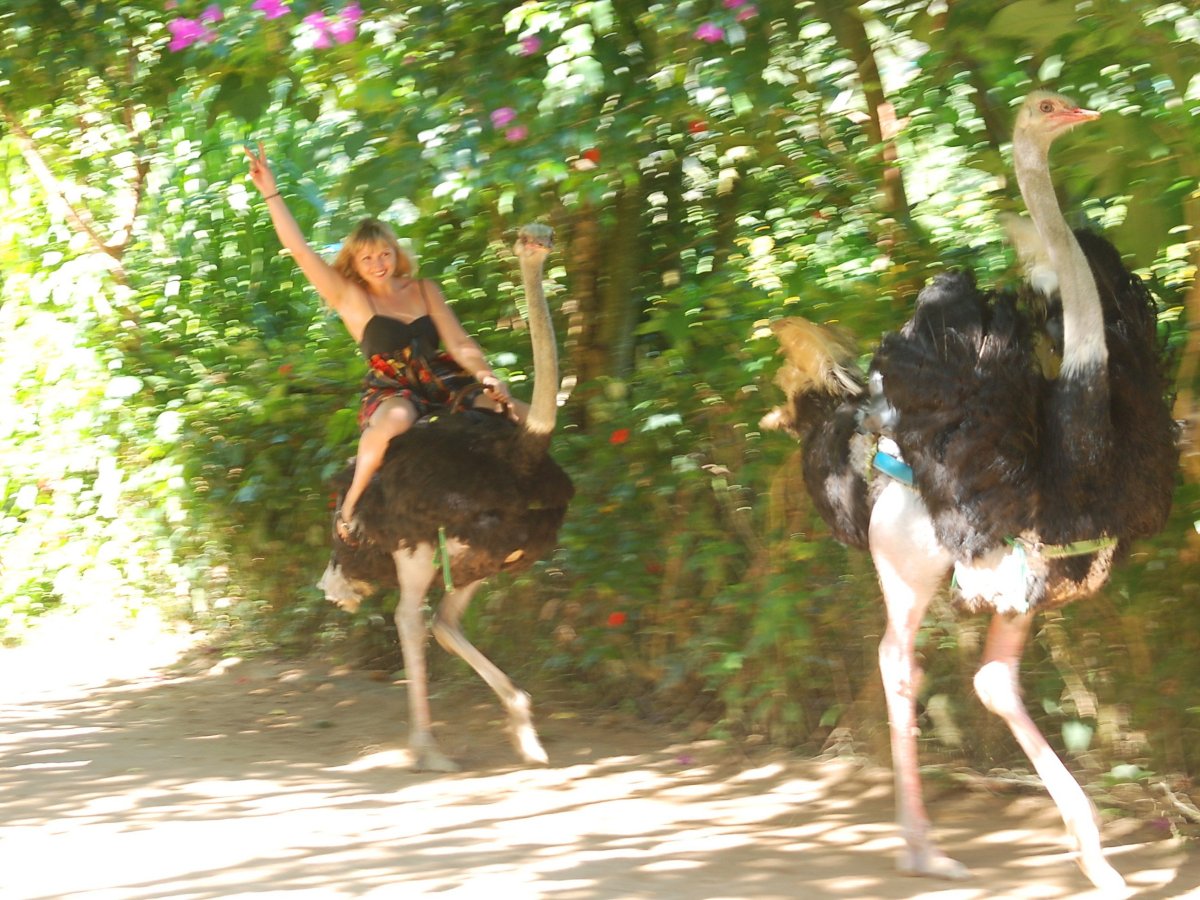 Верхом на страусе