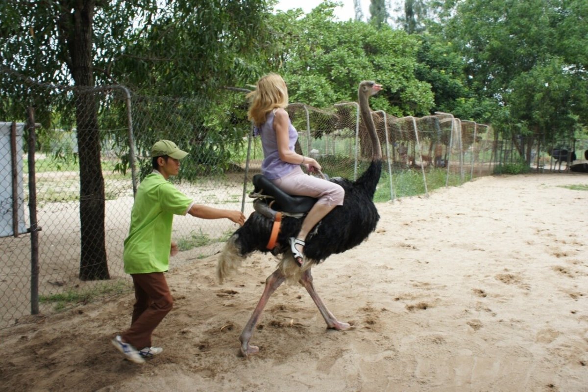 Человек верхом на страусе