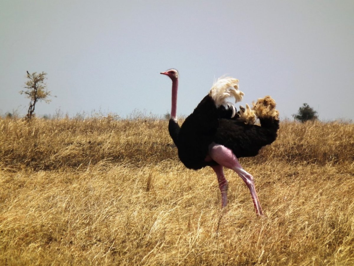 Африканский страус бежит