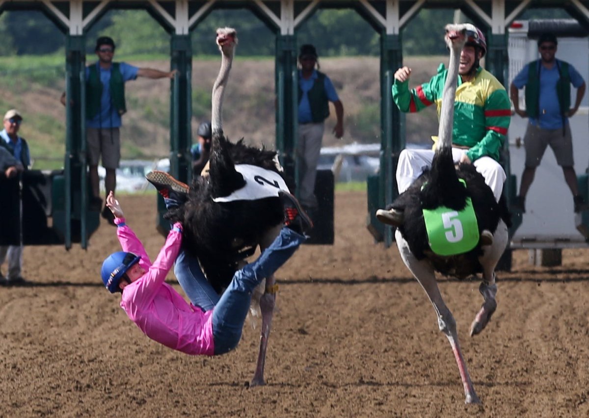 Забег на страусах