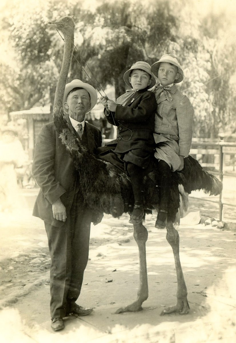 Старый страус