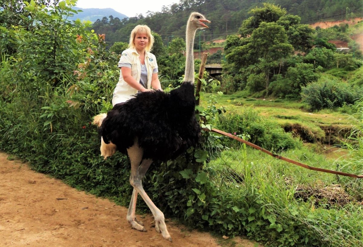 Африканский страус