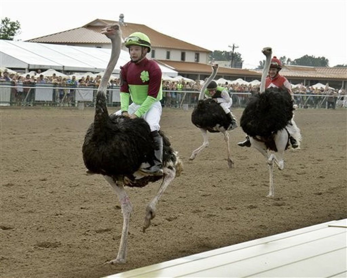 Гонки на страусах