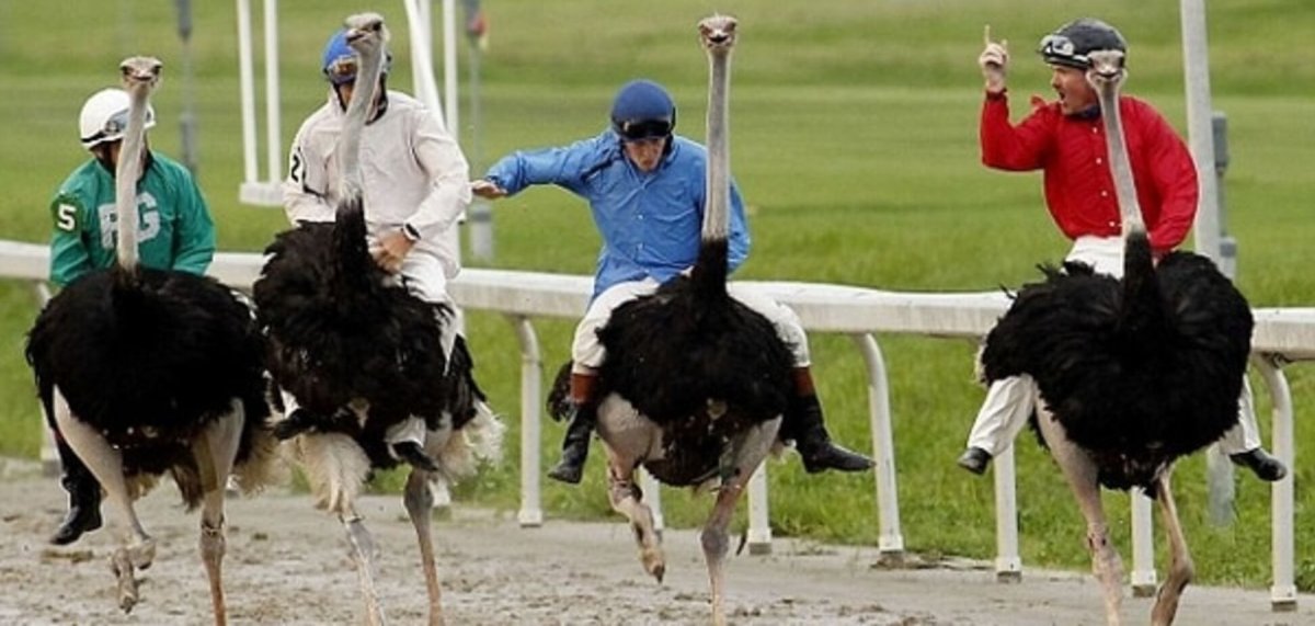 Гонки на страусах