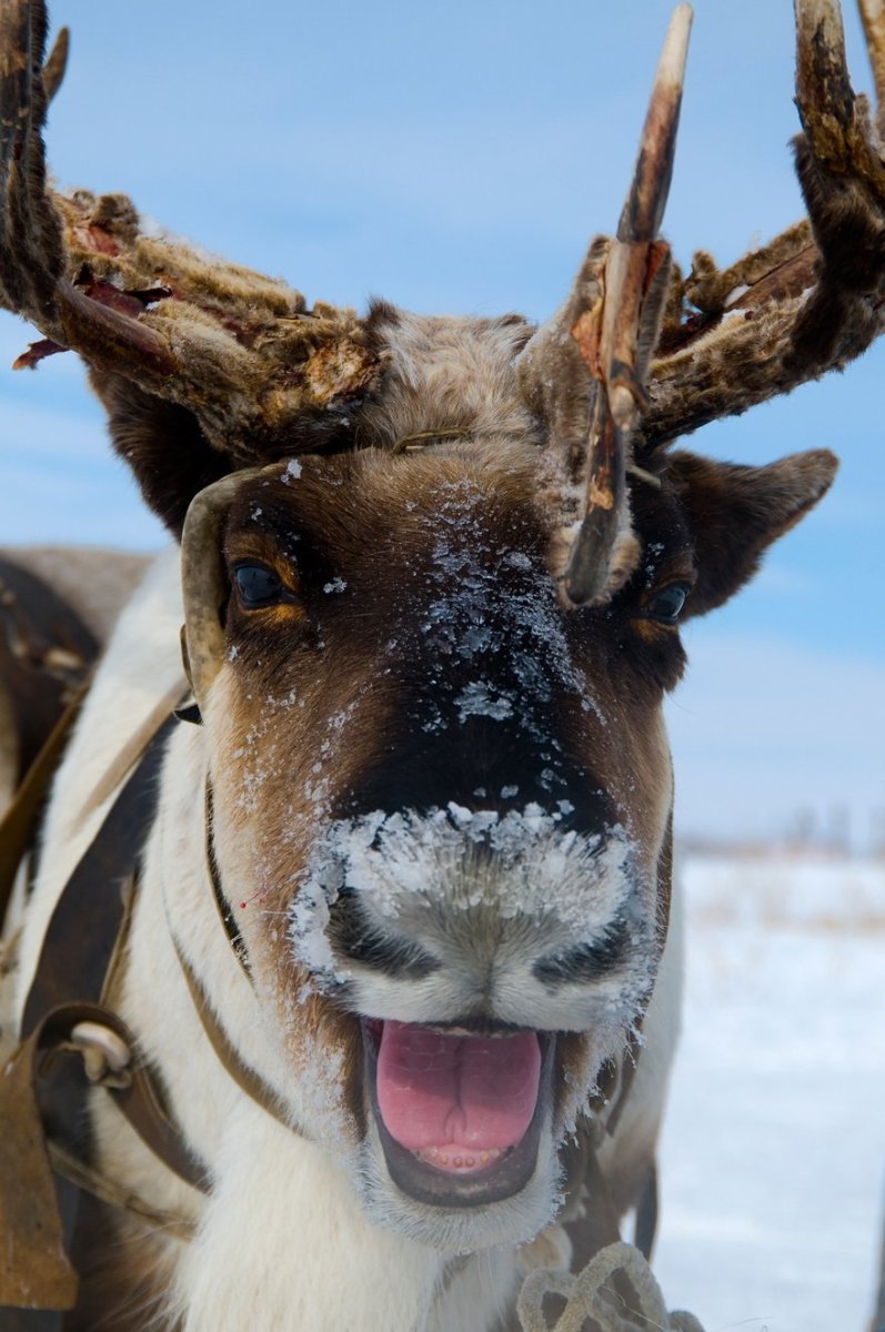 Северный олень мордочка