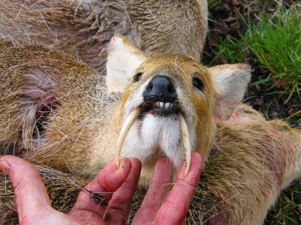 Маленький олень с зубами