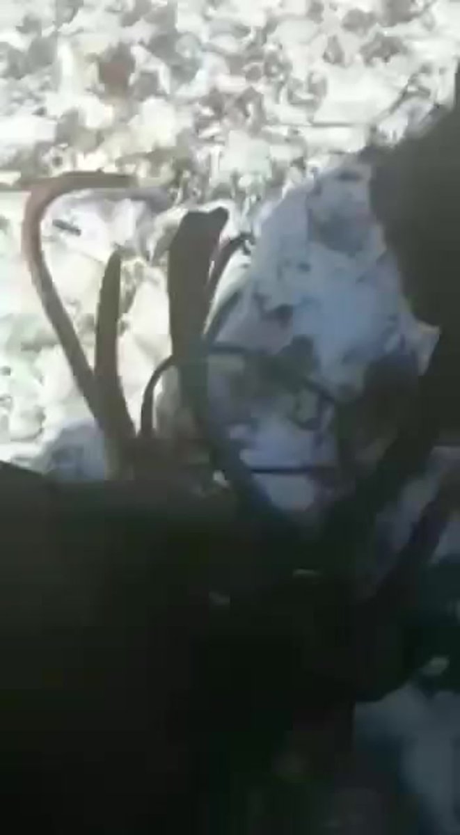 Кастрация оленей зубами