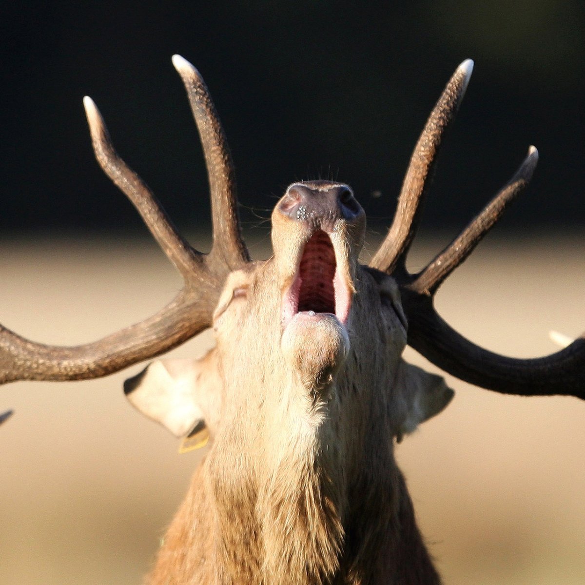 Смешной олень