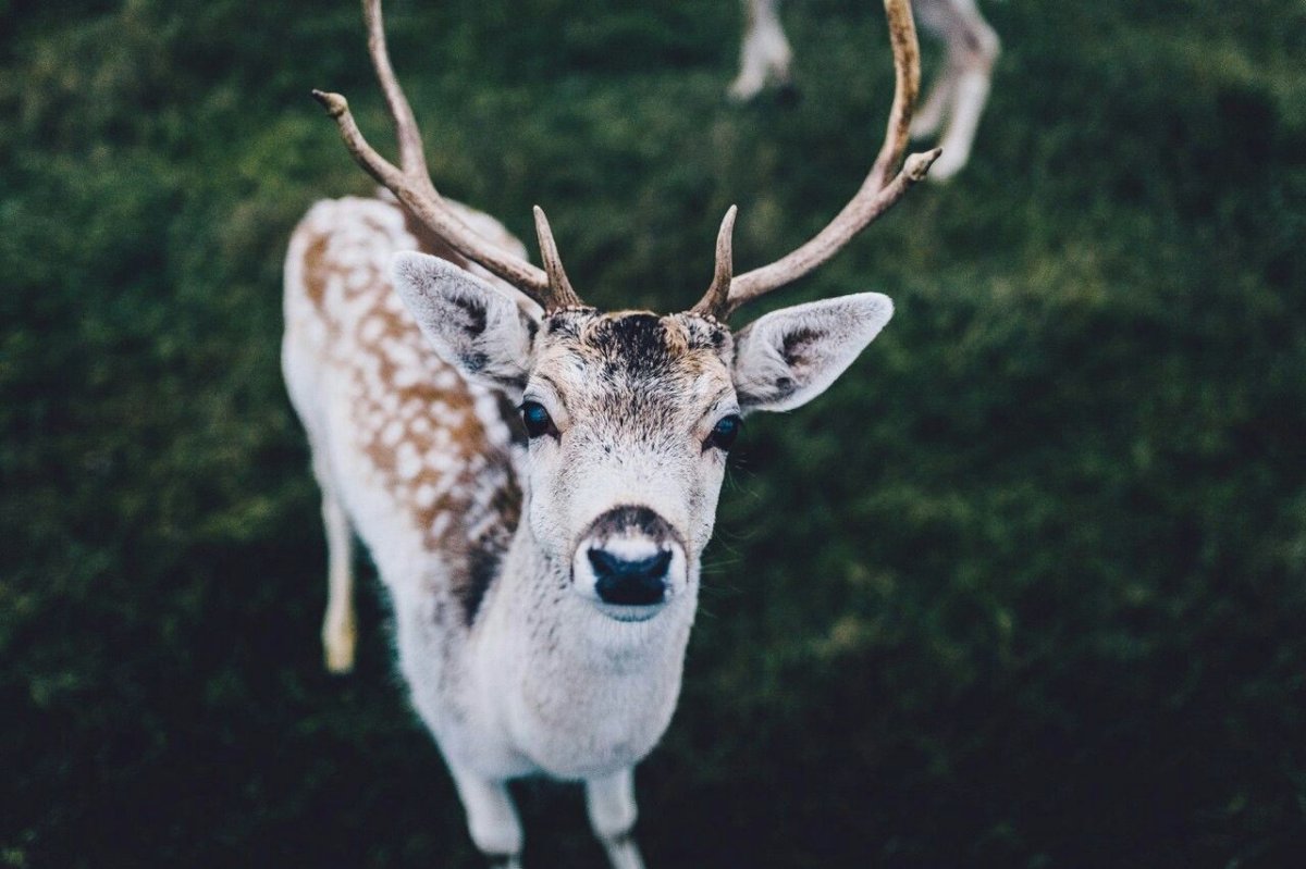 Олень Эстетика