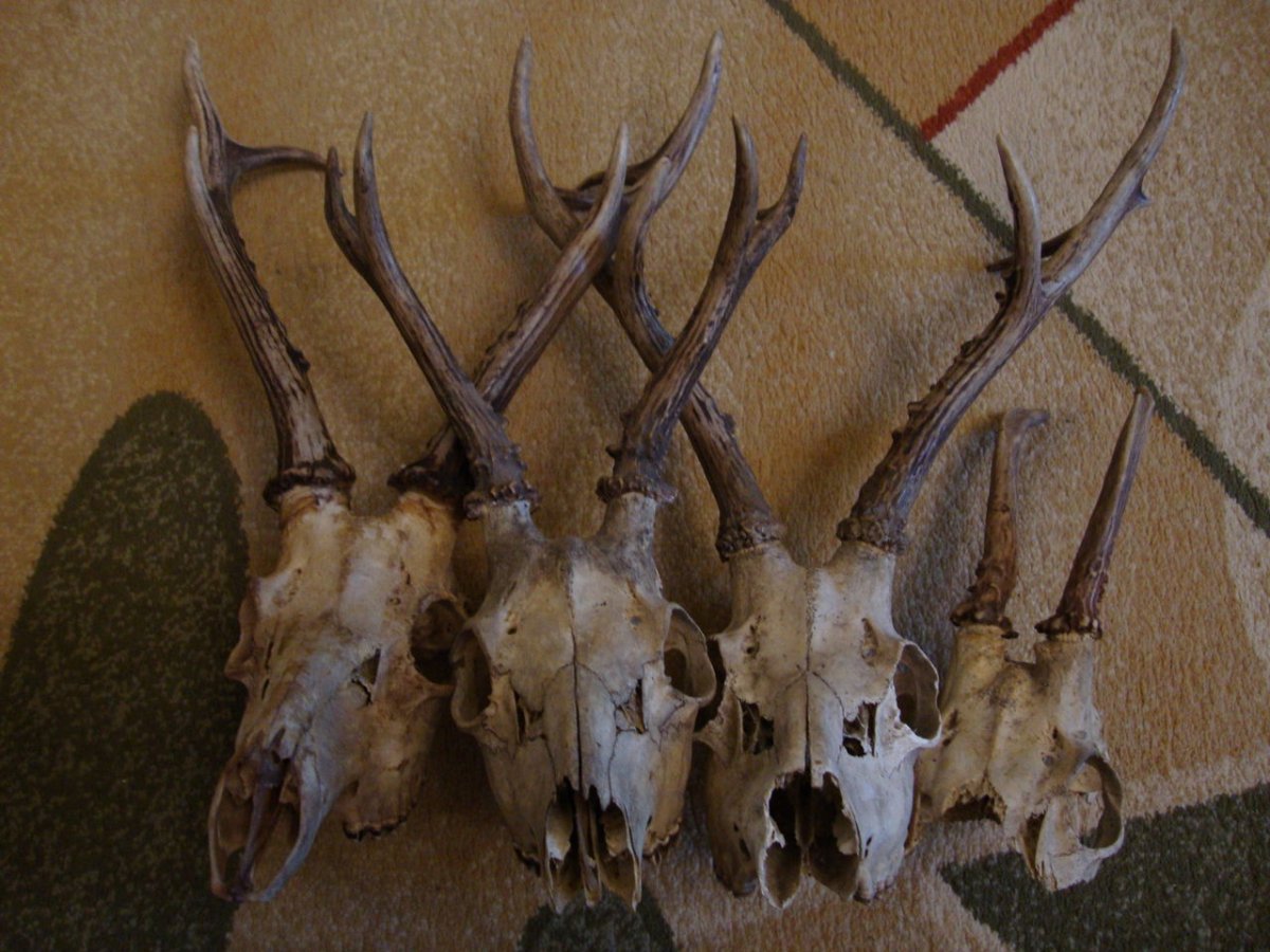 Скелет косули