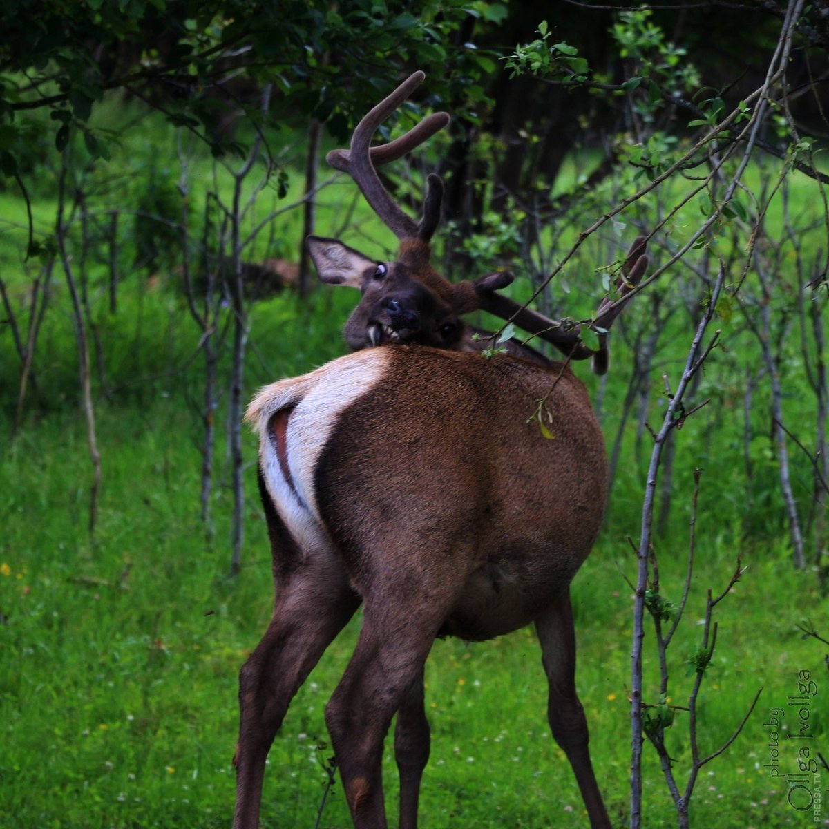 Олени в Австралии