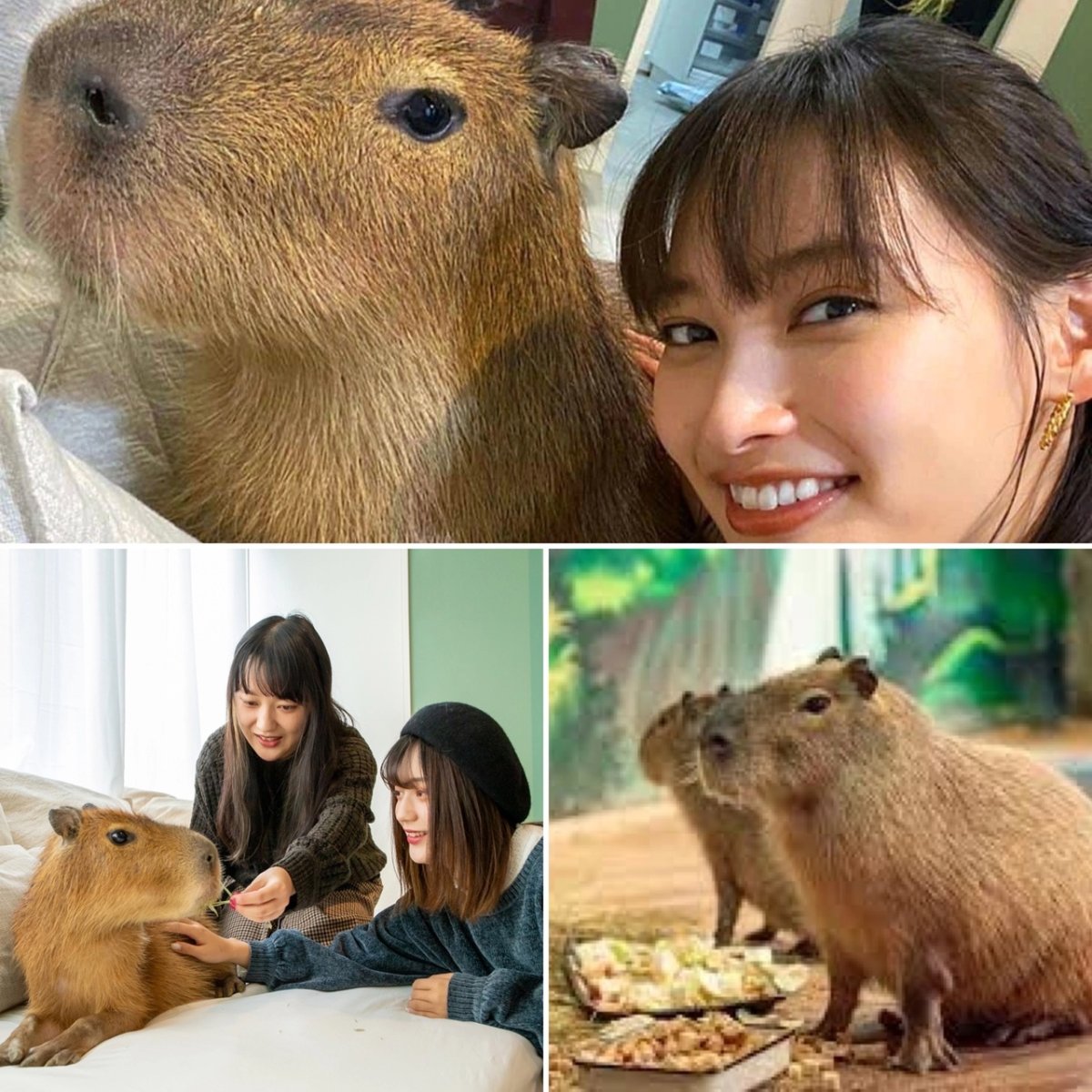 Капибара на аву