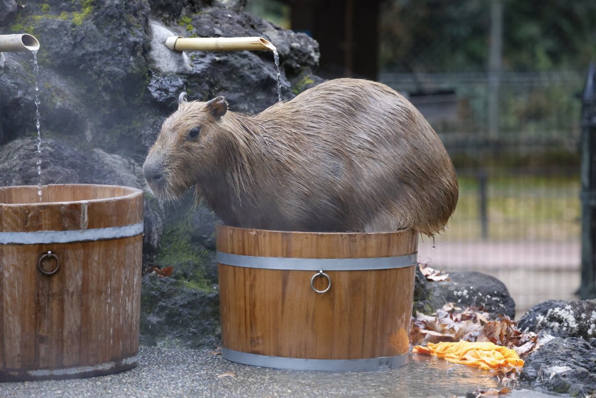 Капибара Аршан