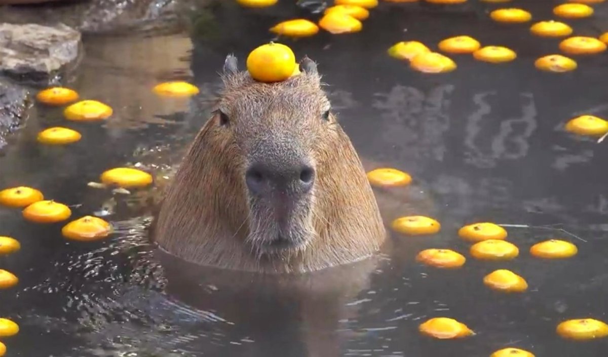 Капибара в ванной