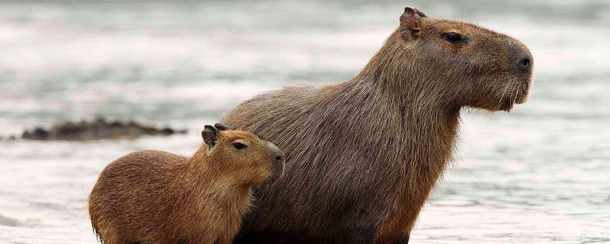 Черная капибара