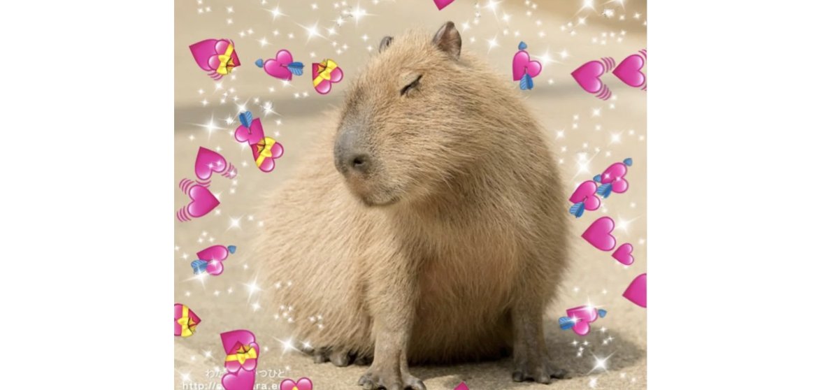 Капибара любовь