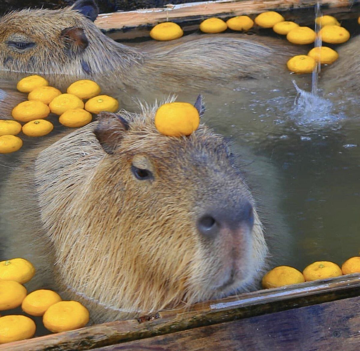 Капибары в юдзу