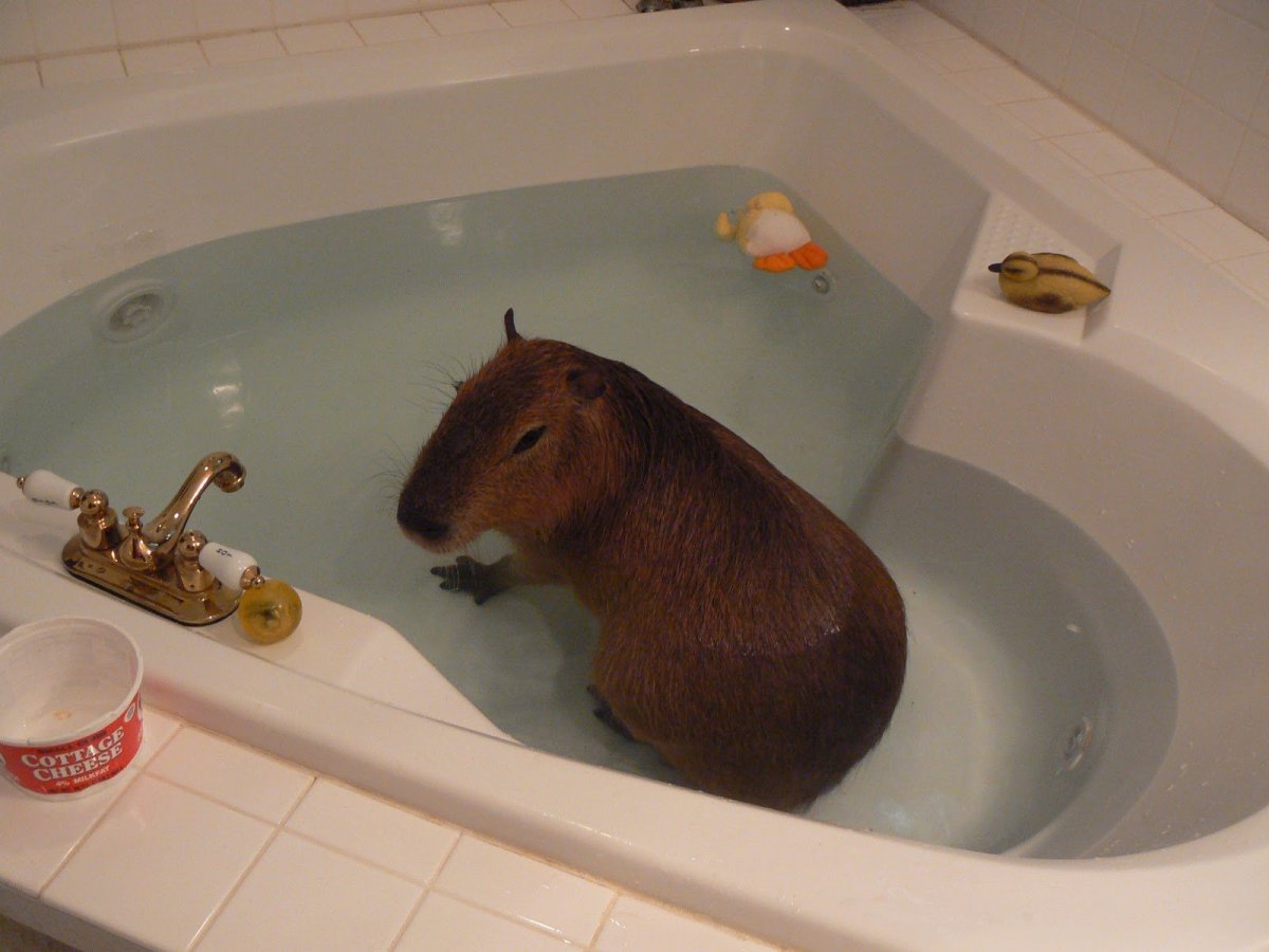Капибара в джакузи