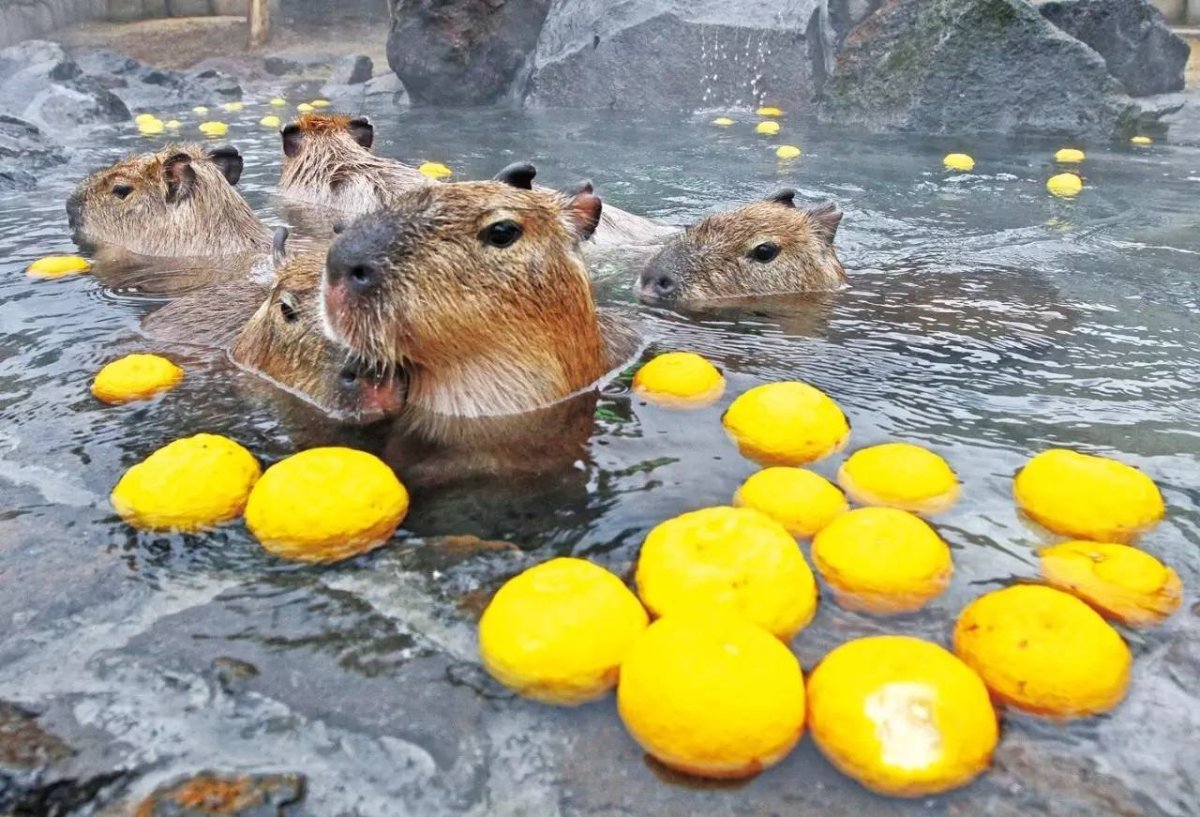 Капибара в воде с мандаринами