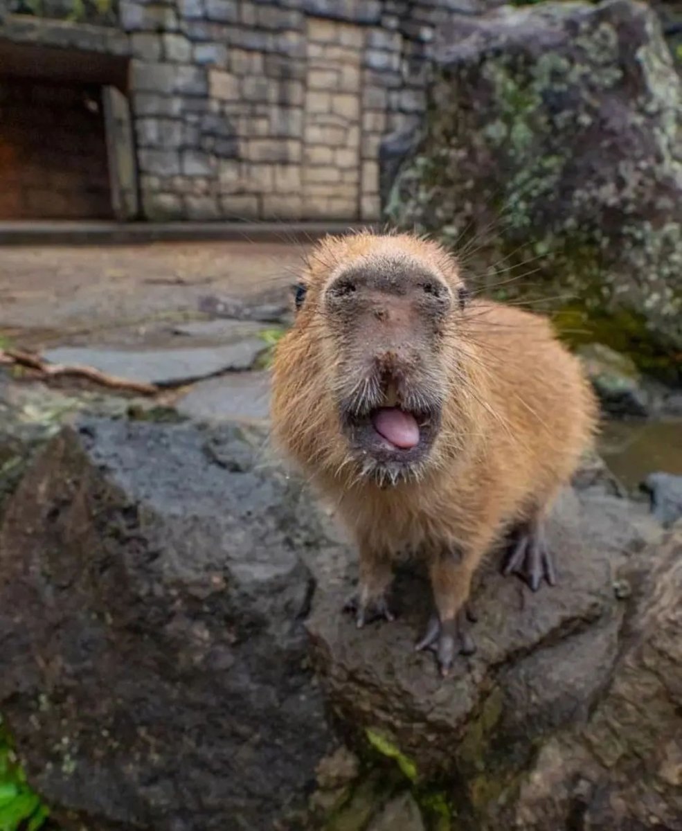 Капибара убийца