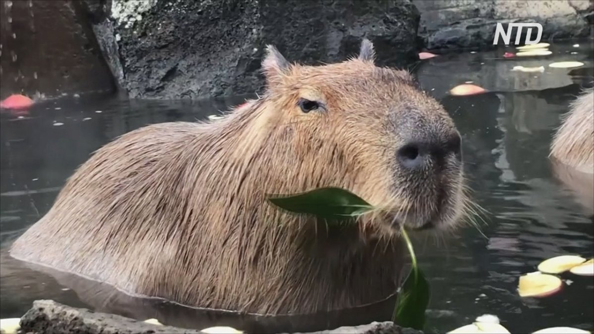 Капибара в ванной