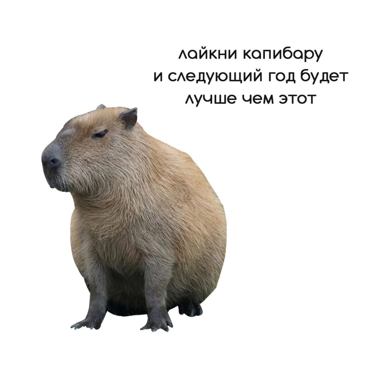 Капибара на белом фоне